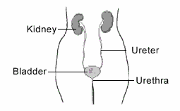 urinary-tract