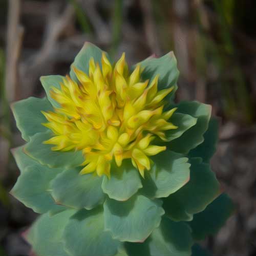 rhodiola