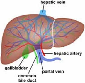 cirrhosis of the liver