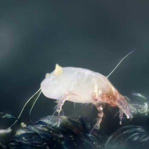 Dust Mite Allergy