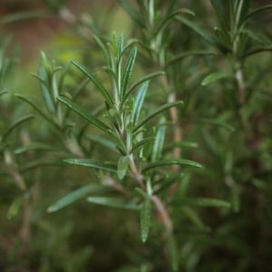 The Health Benefits of Rosemary Essential Oil