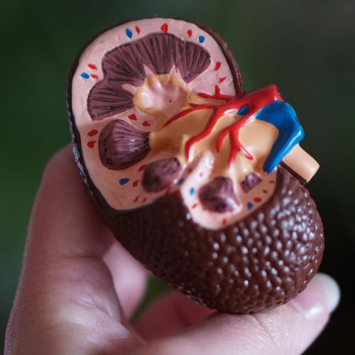 What Causes Diabetic Kidney Disease? | Risk Factors | Zoom Health