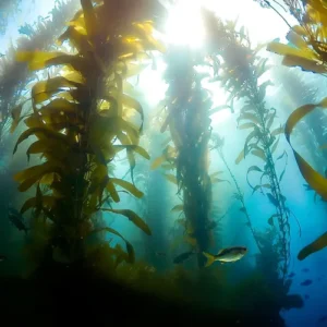 Sea Kelp: The Ocean's Secret Health Weapon