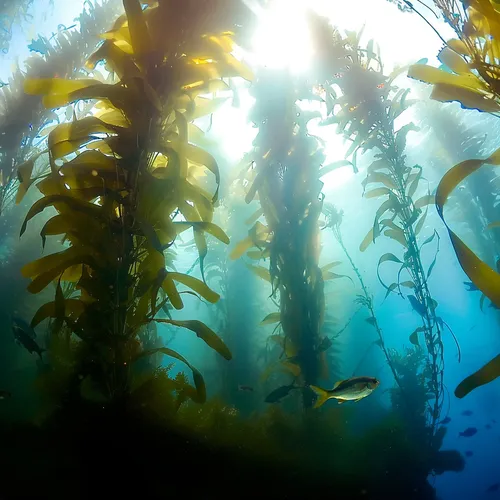 Sea Kelp: The Ocean's Secret Health Weapon