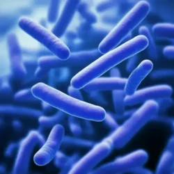 Probiotics